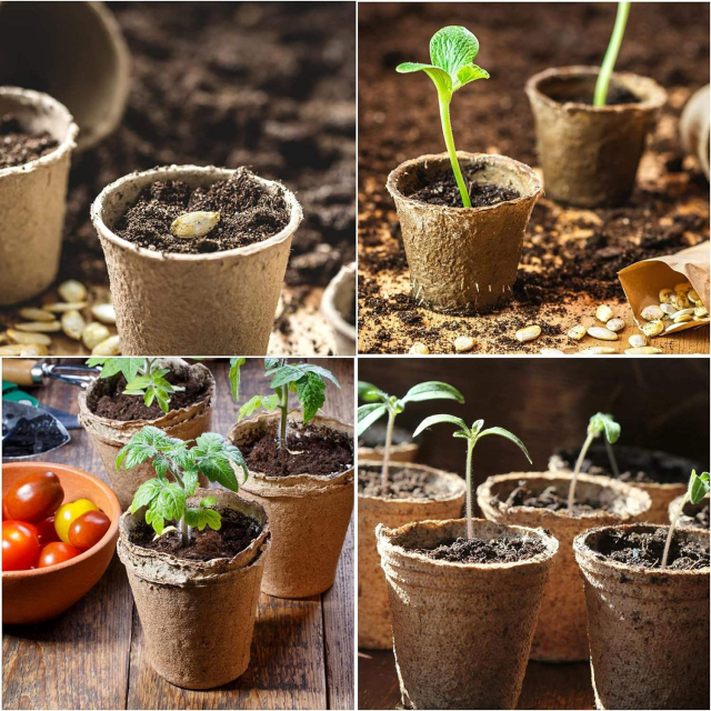 3-Inch Biodegradable Paper Pulp Seed Starter Pots,Anhui Province Tianle Plastic Co.,Ltd ,3-Inch Biodegradable Paper Pulp Seed Starter Pots