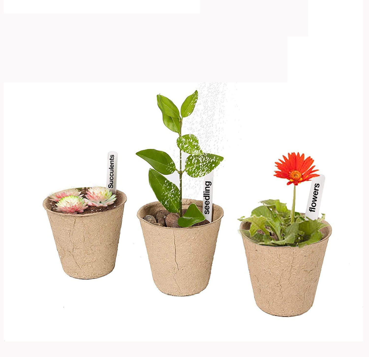 Bulk Biodegradable Paper Seedling Cups for Commercial Nurseries,Anhui Province Tianle Plastic Co.,Ltd ,Bulk Biodegradable Paper Seedling Cups | Nursery Use