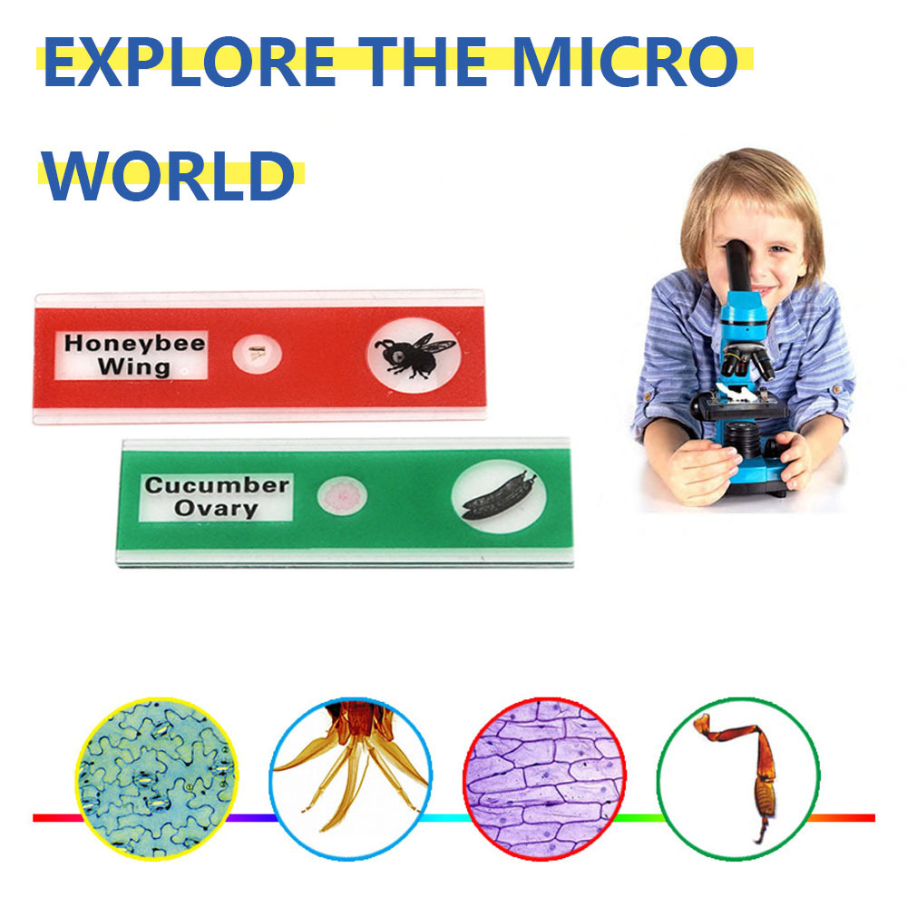 Prepared Microscope Slides for Kids, Microscope Specimen Slides with Plants Insects for Biology and Science Study, Microscope Accessories Slides Set for Kids