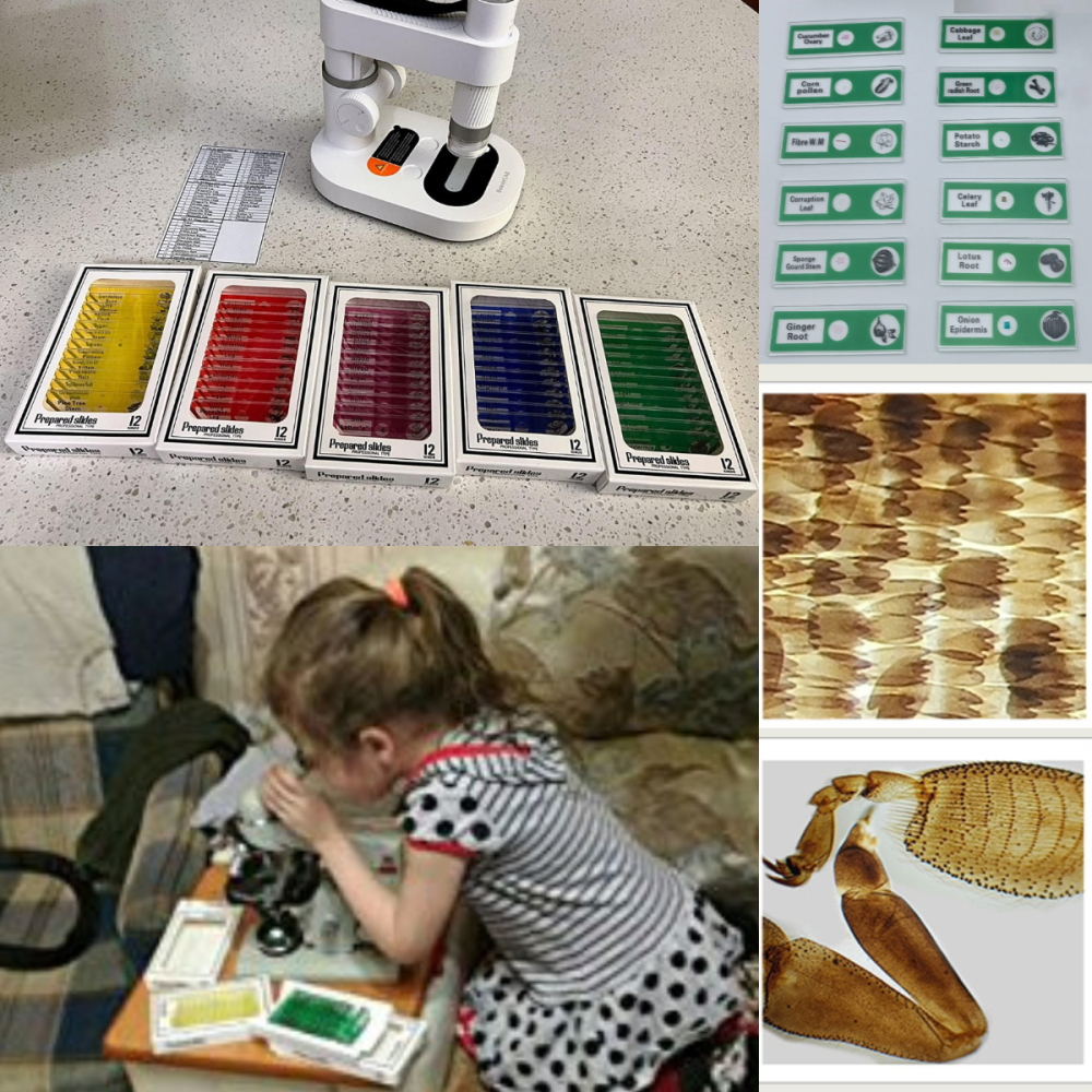 Prepared Microscope Slides for Kids, Microscope Specimen Slides with Plants Insects for Biology and Science Study, Microscope Accessories Slides Set for Kids