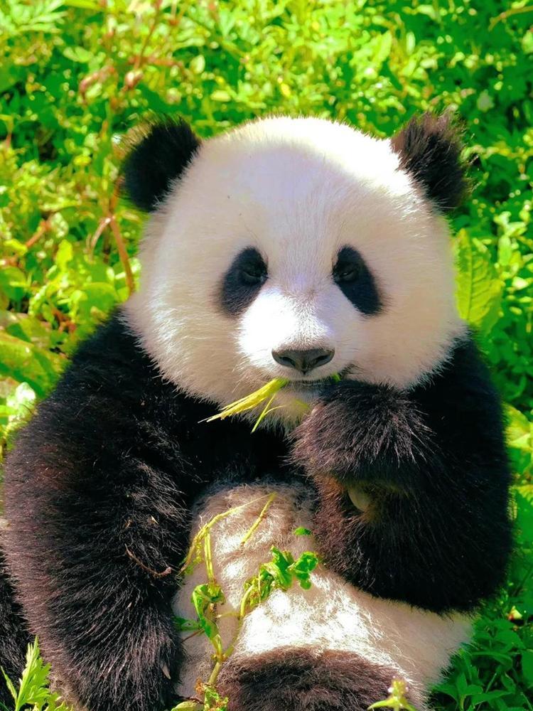 Panda & Terracotta Warriors: An Encounter Journey 8 Days Tour,Gopandatours,Panda & Terracotta Warriors: An Encounter Journey 8 Days Tour