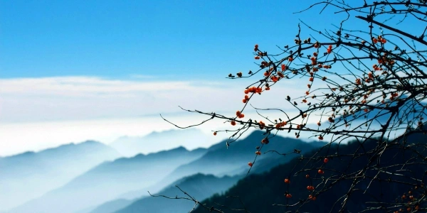 1-Day Chengdu Panda Tour,China Tour,1-Day Chengdu Panda Tour