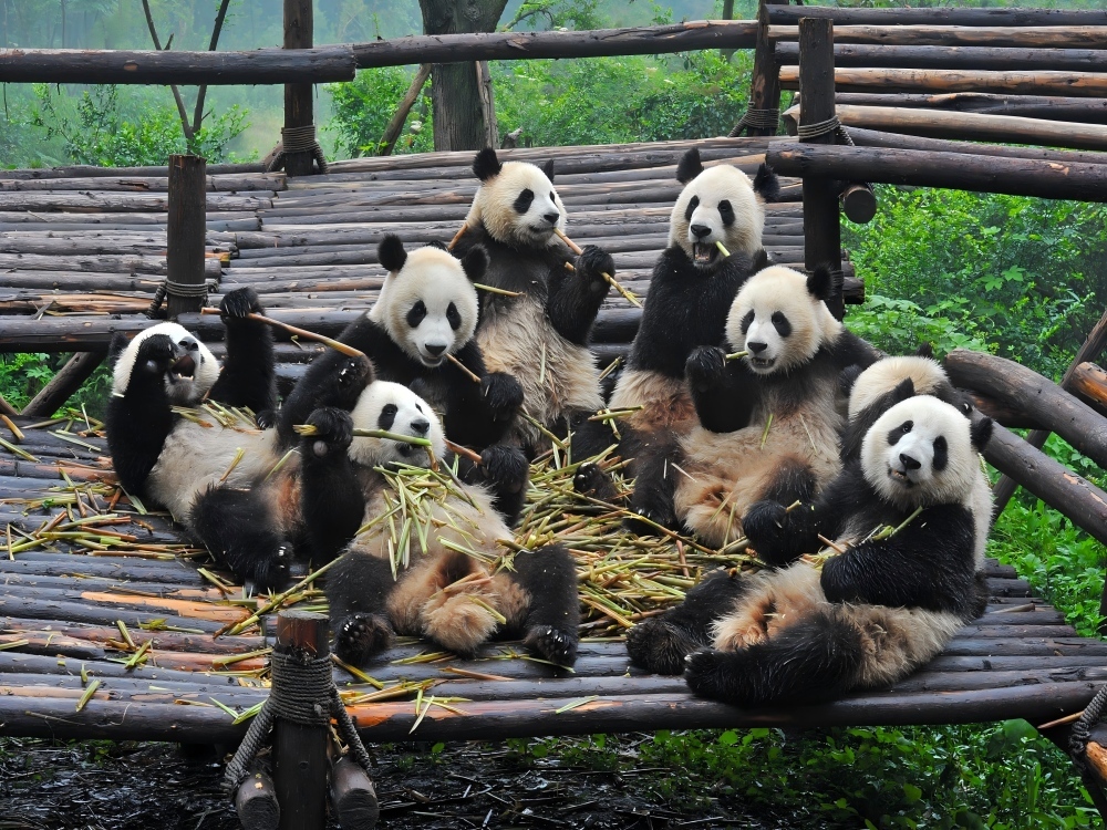 7-Day Chengdu-Chongqing Bashu Charm Tour,PRChina China Tour,7-Day Chengdu-Chongqing Bashu Charm Tour-PRChina China Tour