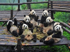7-Day Chengdu-Chongqing Bashu Charm Tour,PRChina China Tour,7-Day Chengdu-Chongqing Bashu Charm Tour-PRChina China Tour