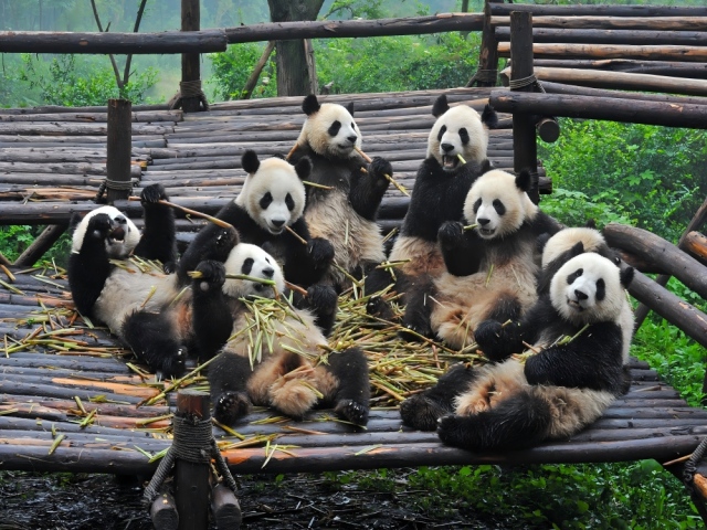 7-Day Chengdu-Chongqing Bashu Charm Tour,PRChina China Tour,7-Day Chengdu-Chongqing Bashu Charm Tour-PRChina China Tour
