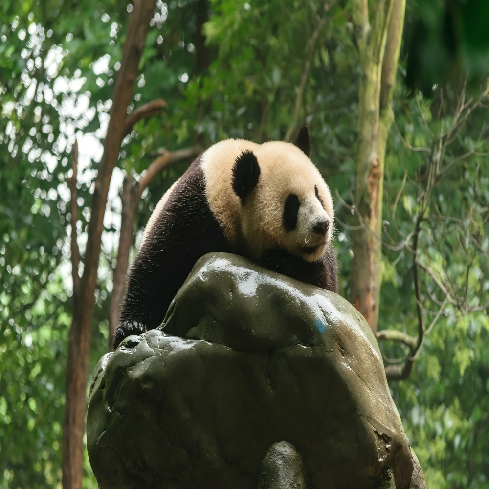 7-Day Chengdu-Chongqing Bashu Charm Tour,PRChina China Tour,7-Day Chengdu-Chongqing Bashu Charm Tour-PRChina China Tour