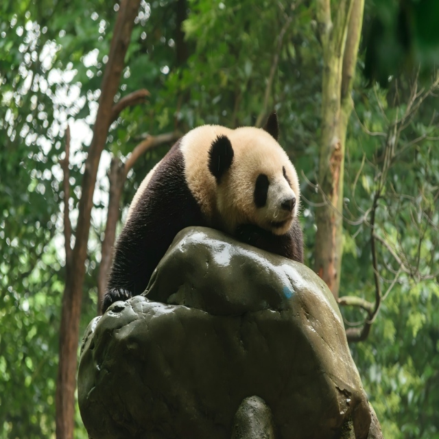 7-Day Chengdu-Chongqing Bashu Charm Tour,PRChina China Tour,7-Day Chengdu-Chongqing Bashu Charm Tour-PRChina China Tour