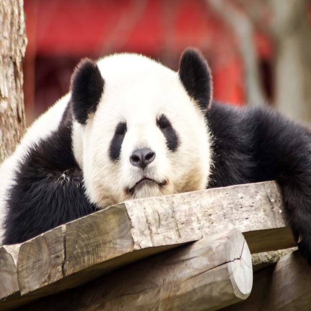 8-Day Chengdu Panda & Tech Journey,PRChina China Tour,8-Day Chengdu Panda & Tech Journey