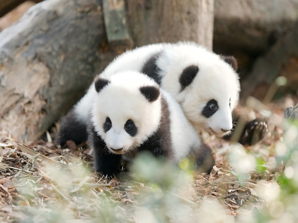8-Day Chengdu Panda & Tech Journey,PRChina China Tour,8-Day Chengdu Panda & Tech Journey