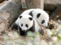 8-Day Chengdu Panda & Tech Journey,PRChina China Tour,8-Day Chengdu Panda & Tech Journey