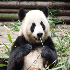 10-Day Guangzhou - Zhangjiajie - Chongqing - Chengdu Cultural & Scenic Tour,PRChina China Tour,10-Day Guangzhou - Zhangjiajie - Chongqing - Chengdu Cultural & Scenic Tour-PRChina China Tour