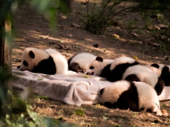 10-Day Guangzhou - Zhangjiajie - Chongqing - Chengdu Cultural & Scenic Tour,PRChina China Tour,10-Day Guangzhou - Zhangjiajie - Chongqing - Chengdu Cultural & Scenic Tour-PRChina China Tour