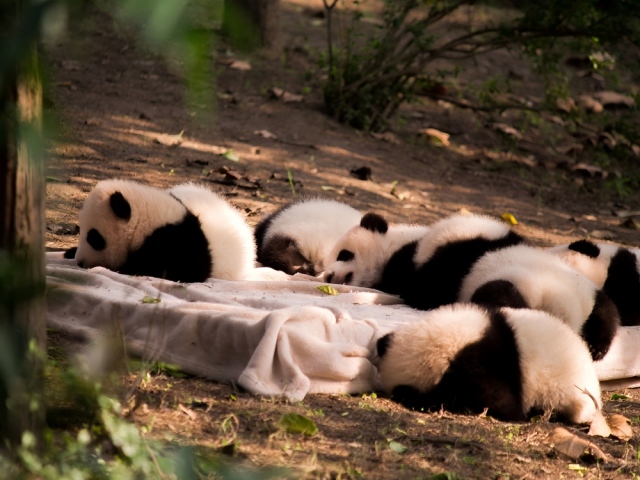 10-Day Guangzhou - Zhangjiajie - Chongqing - Chengdu Cultural & Scenic Tour,PRChina China Tour,10-Day Guangzhou - Zhangjiajie - Chongqing - Chengdu Cultural & Scenic Tour-PRChina China Tour