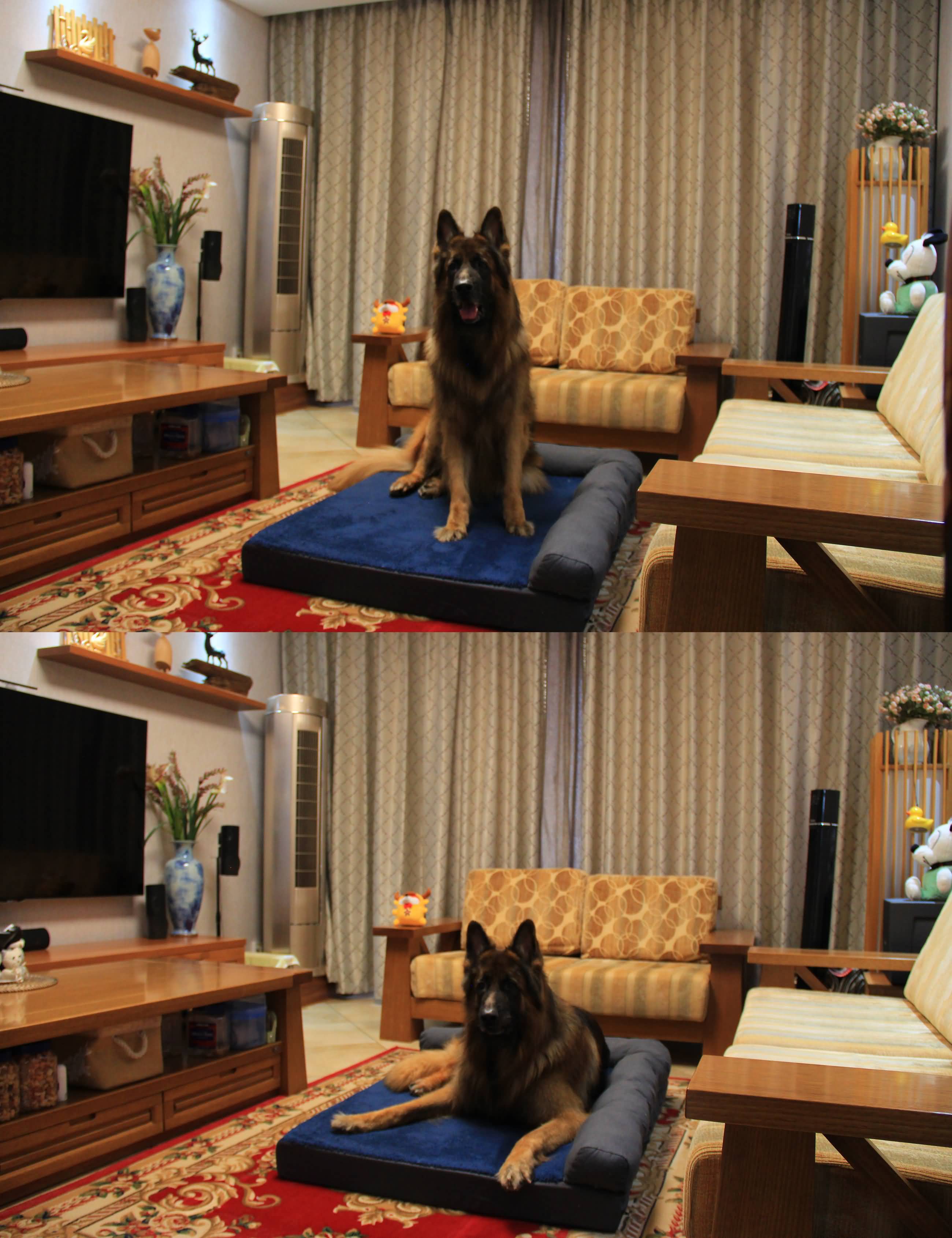 RAIKOU Weiches Hundebett mit entnehmbarem Polster, gepolstertes waschbares Haustierbett Hundekissen Hundesofa Hundekorb