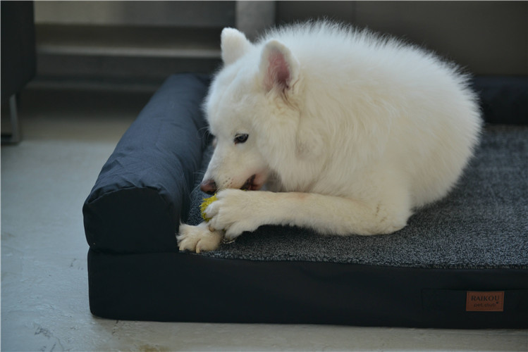 RAIKOU Weiches Hundebett mit entnehmbarem Polster, gepolstertes waschbares Haustierbett Hundekissen Hundesofa Hundekorb
