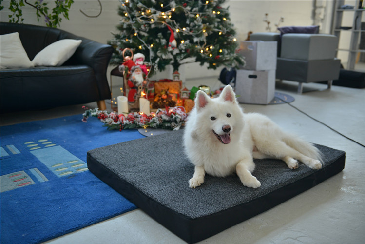 RAIKOU Weiches Hundebett mit entnehmbarem Polster, gepolstertes waschbares Haustierbett Hundekissen Hundesofa Hundekorb
