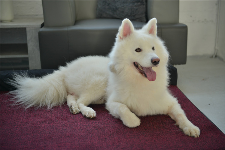 RAIKOU Weiches Hundebett mit entnehmbarem Polster, gepolstertes waschbares Haustierbett Hundekissen Hundesofa Hundekorb