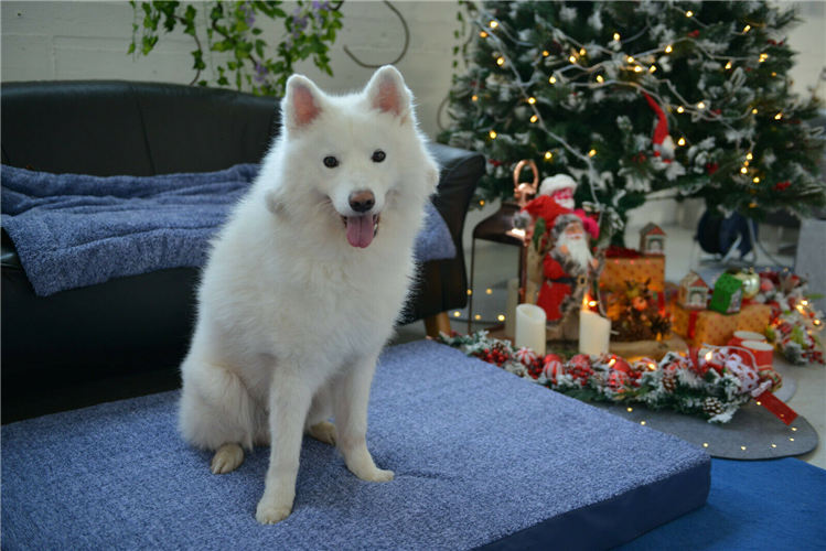 Haustierbett, Bett für Hunde und Katzen, super weich , transportabel