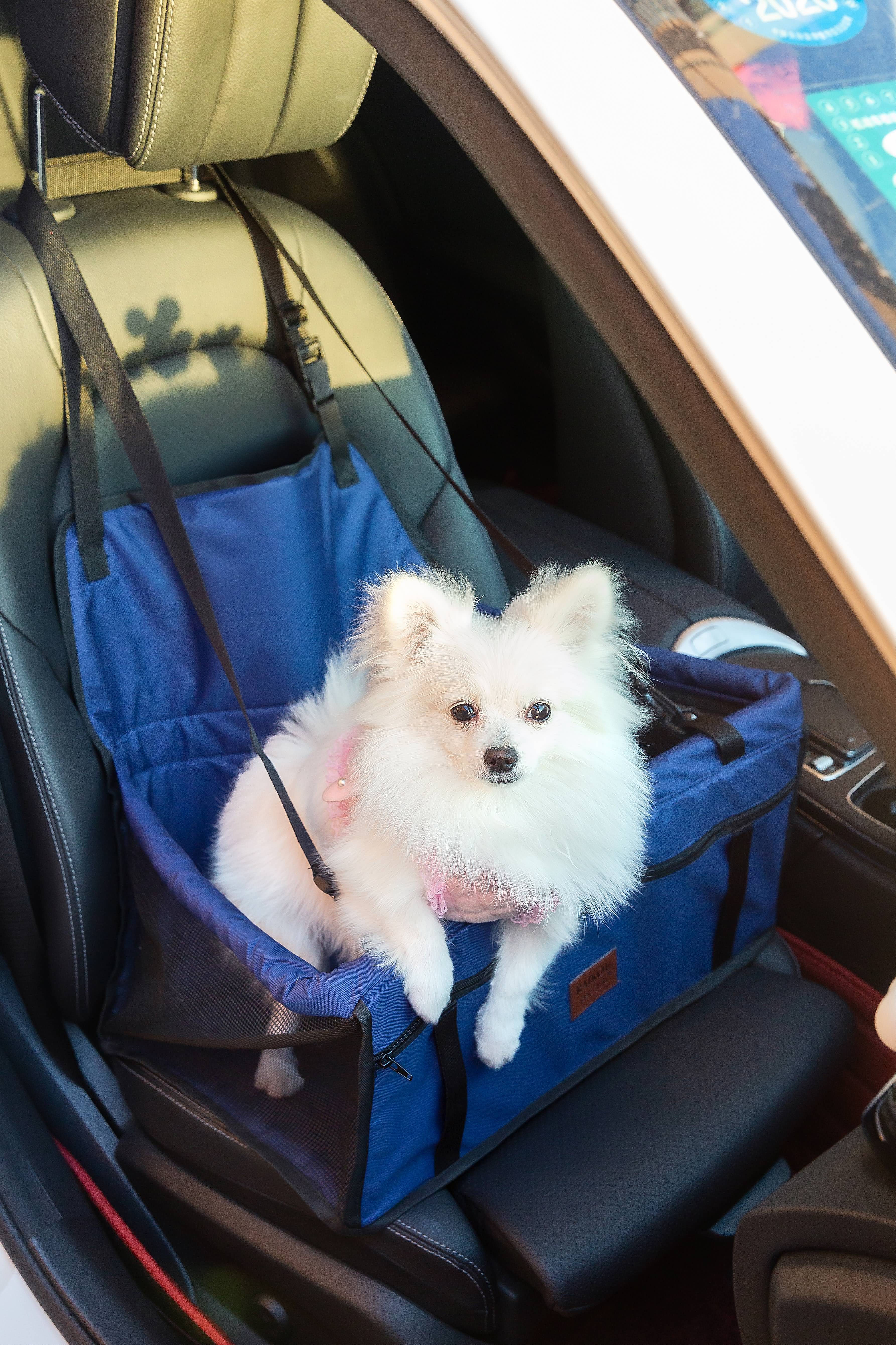 Haustier-Autositz, Stabiler Autositz für Kleine Bis Mittelgroße Hunde, safety-seat for pets, 50cm*40cm*24cm (L*B*H)