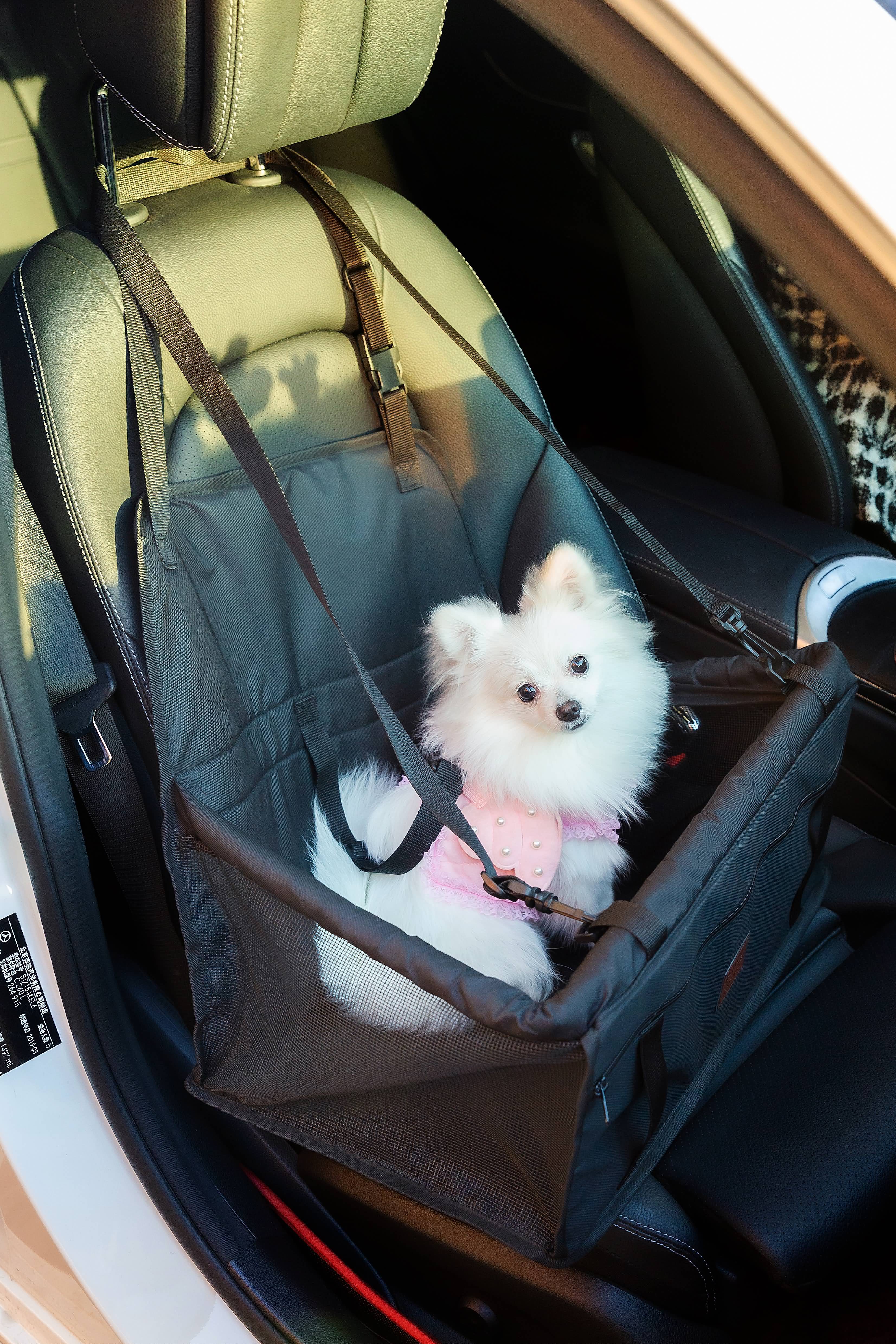 Haustier-Autositz, Stabiler Autositz für Kleine Bis Mittelgroße Hunde, safety-seat for pets, 50cm*40cm*24cm (L*B*H)