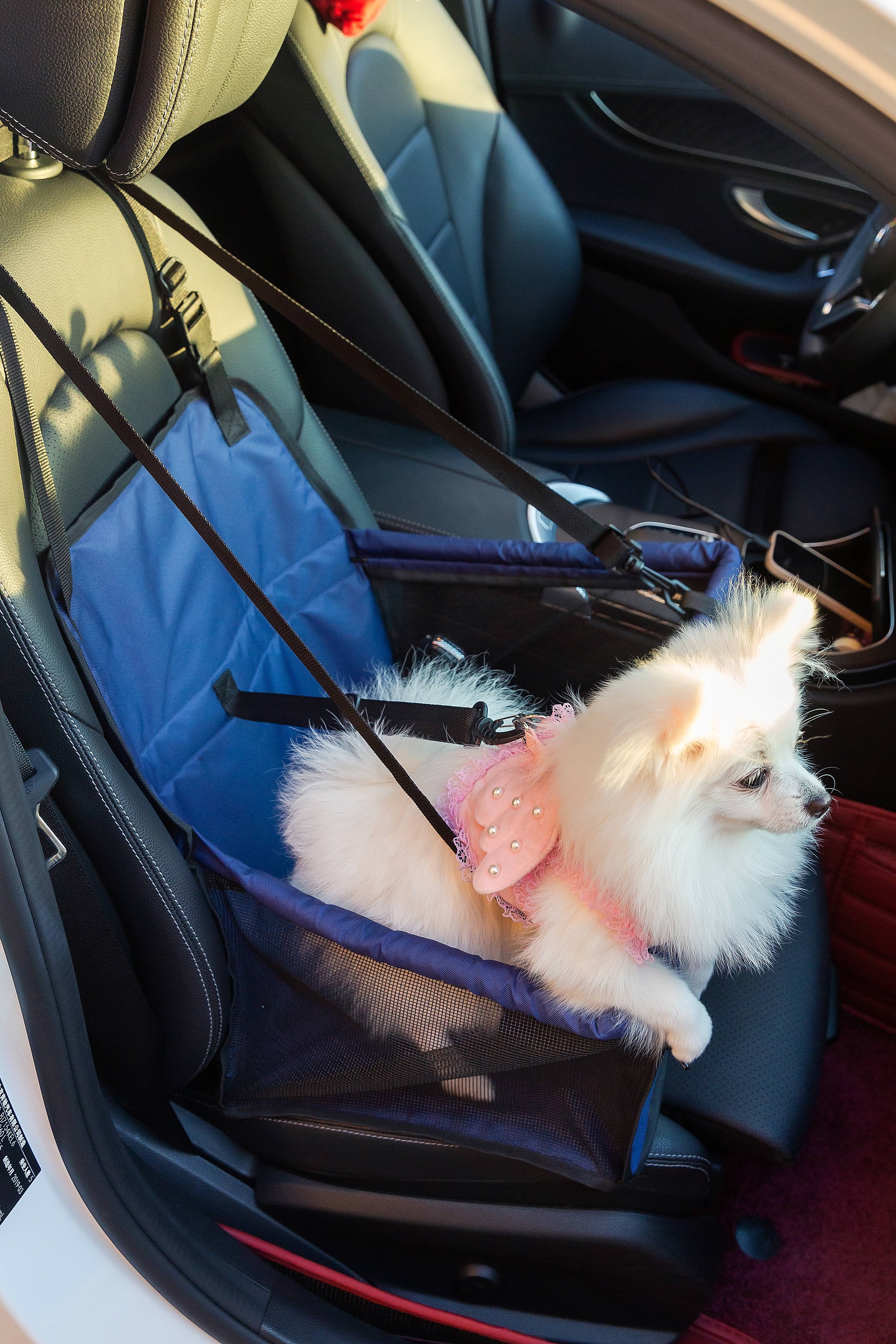 Haustier-Autositz, Stabiler Autositz für Kleine Bis Mittelgroße Hunde, safety-seat for pets, 50cm*40cm*24cm (L*B*H)