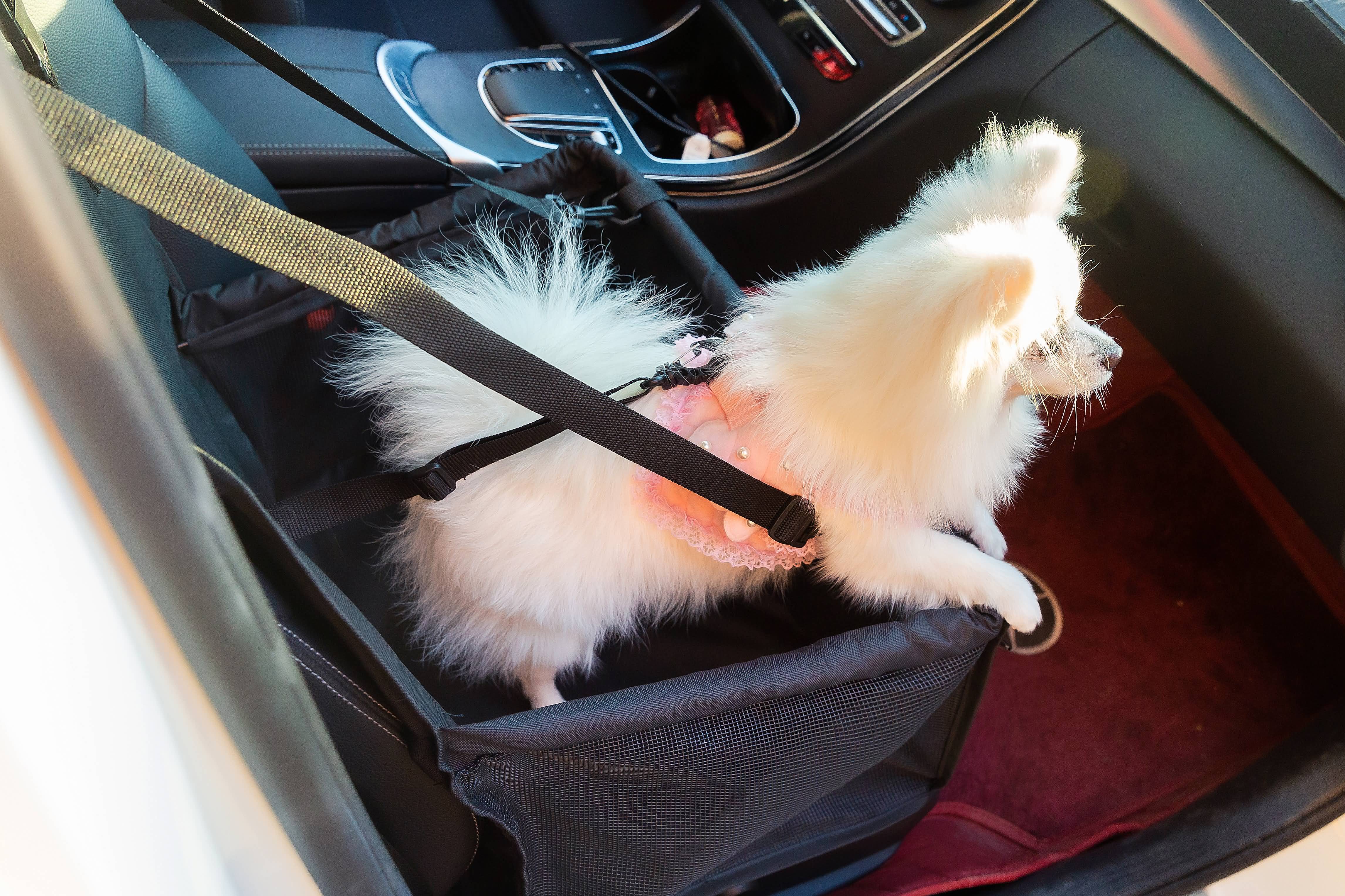 Haustier-Autositz, Stabiler Autositz für Kleine Bis Mittelgroße Hunde, safety-seat for pets, 50cm*40cm*24cm (L*B*H)