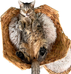 Relipet RL2521V1 Natural Rattan & Plush Cat Tree Condo