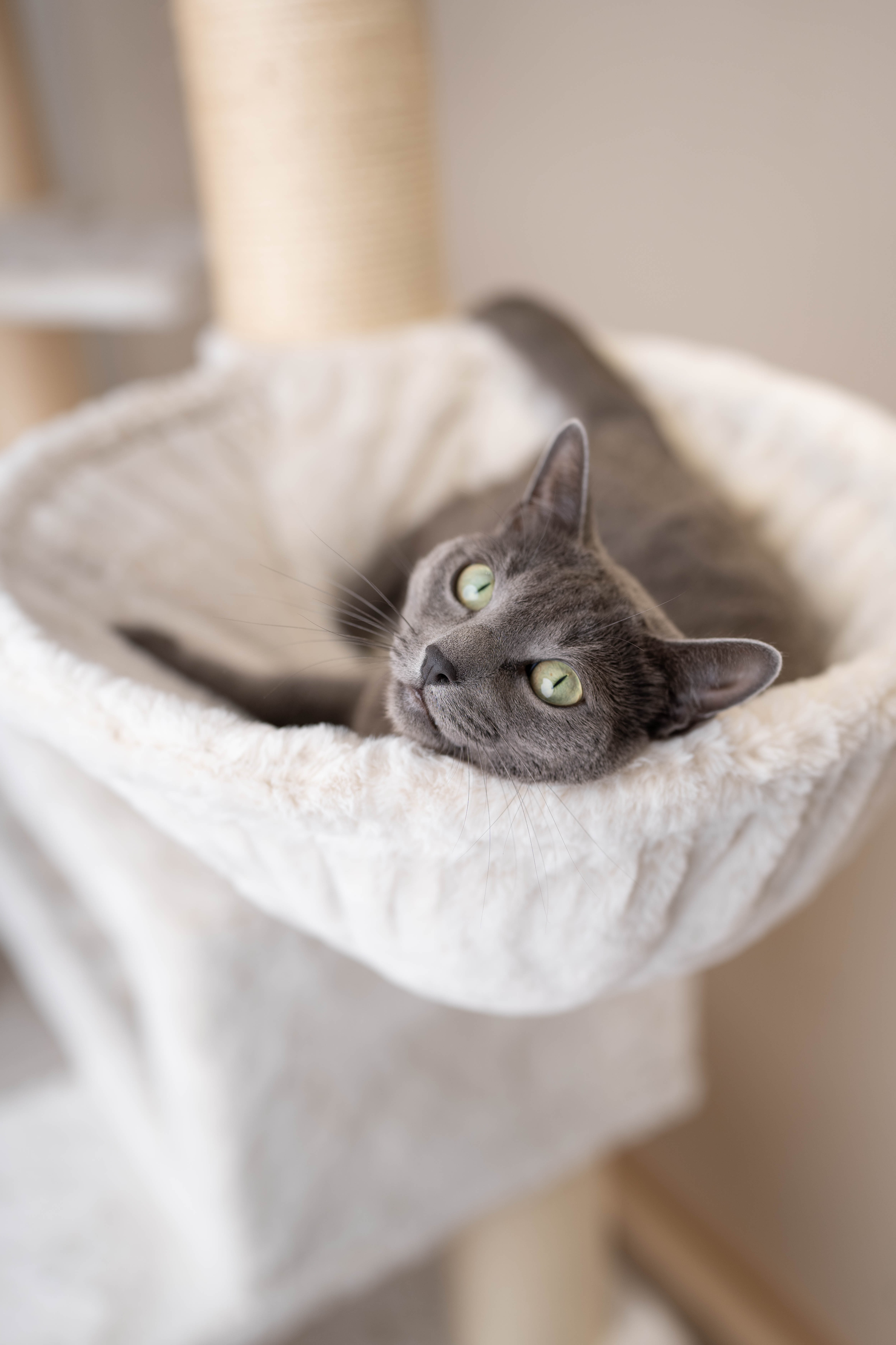 Relipet RL2523V2 Extra Large Cat Tree – Classic Beige Edition | Heavy Duty Tower for Maine Coons