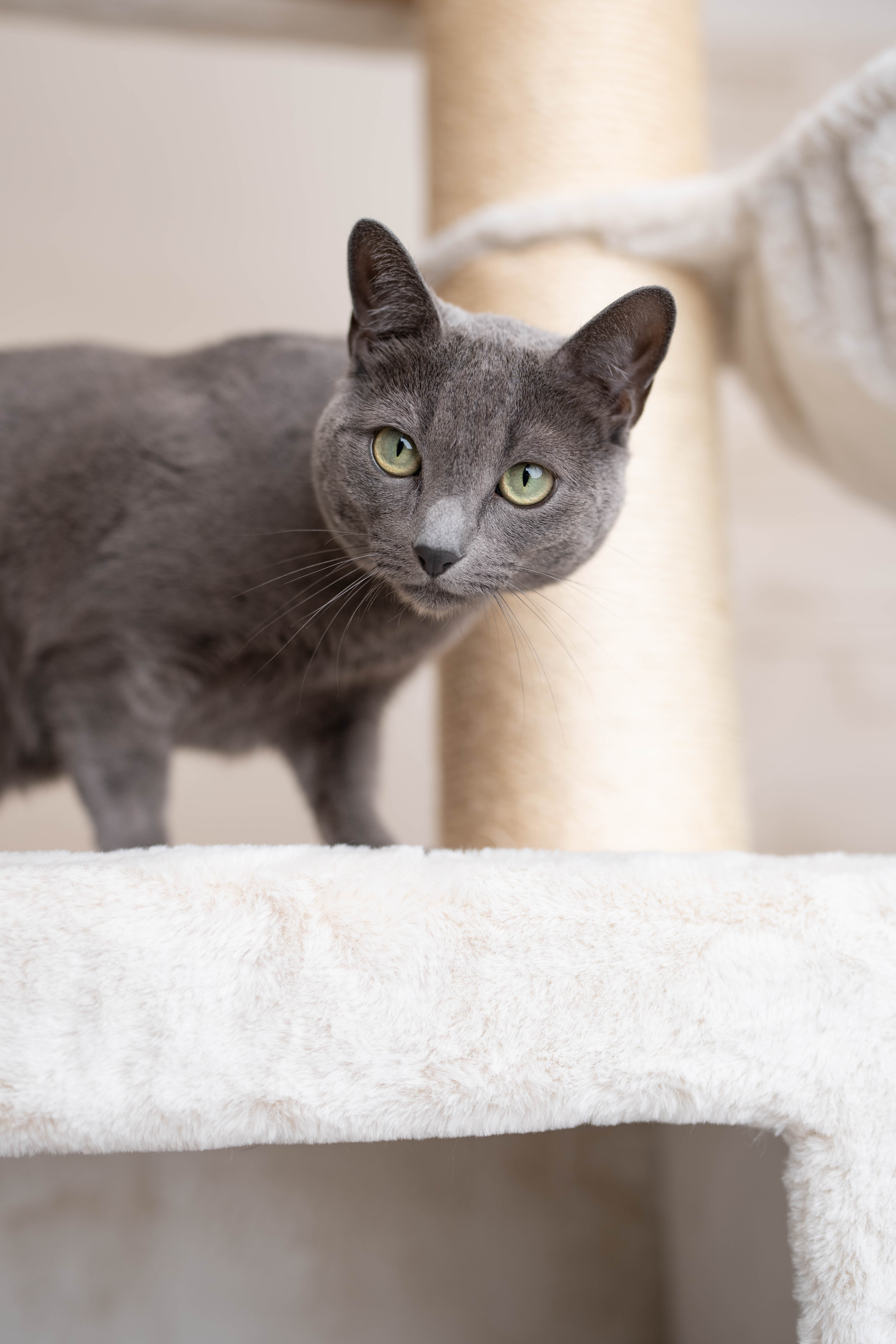 Relipet RL2523V2 Extra Large Cat Tree – Classic Beige Edition | Heavy Duty Tower for Maine Coons