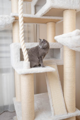 Relipet RL2524V2 200cm Tall Ultra-Large Square Cat Tree in Beige – Heavy Duty Multi-Level Activity Center for Maine Coons & Multiple Cats