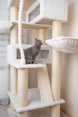 Relipet RL2524V2 200cm Tall Ultra-Large Square Cat Tree in Beige – Heavy Duty Multi-Level Activity Center for Maine Coons & Multiple Cats