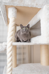 Relipet RL2524V2 200cm Tall Ultra-Large Square Cat Tree in Beige – Heavy Duty Multi-Level Activity Center for Maine Coons & Multiple Cats