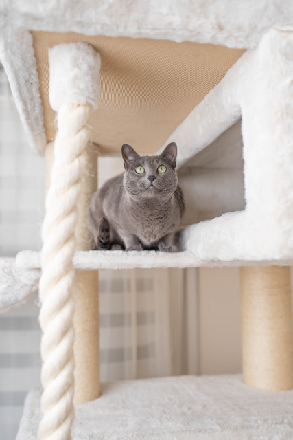Relipet RL2524V2 200cm Tall Ultra-Large Square Cat Tree in Beige – Heavy Duty Multi-Level Activity Center for Maine Coons & Multiple Cats