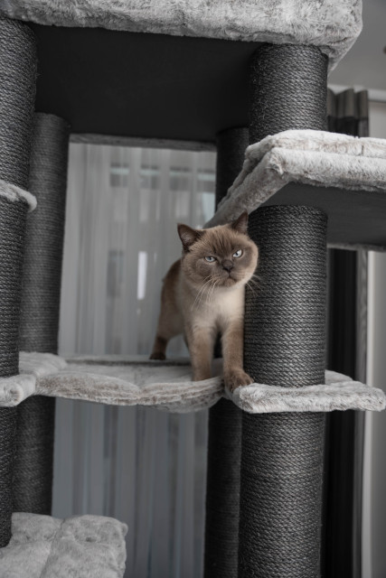 Relipet RL2525V3 197cm Large Rectangular Cat Tree in Grey – Heavy Duty Multi-Level Activity Center for Maine Coons & Multiple Cats