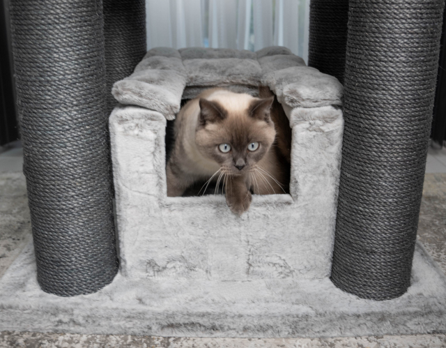 Relipet RL2525V3 197cm Large Rectangular Cat Tree in Grey – Heavy Duty Multi-Level Activity Center for Maine Coons & Multiple Cats