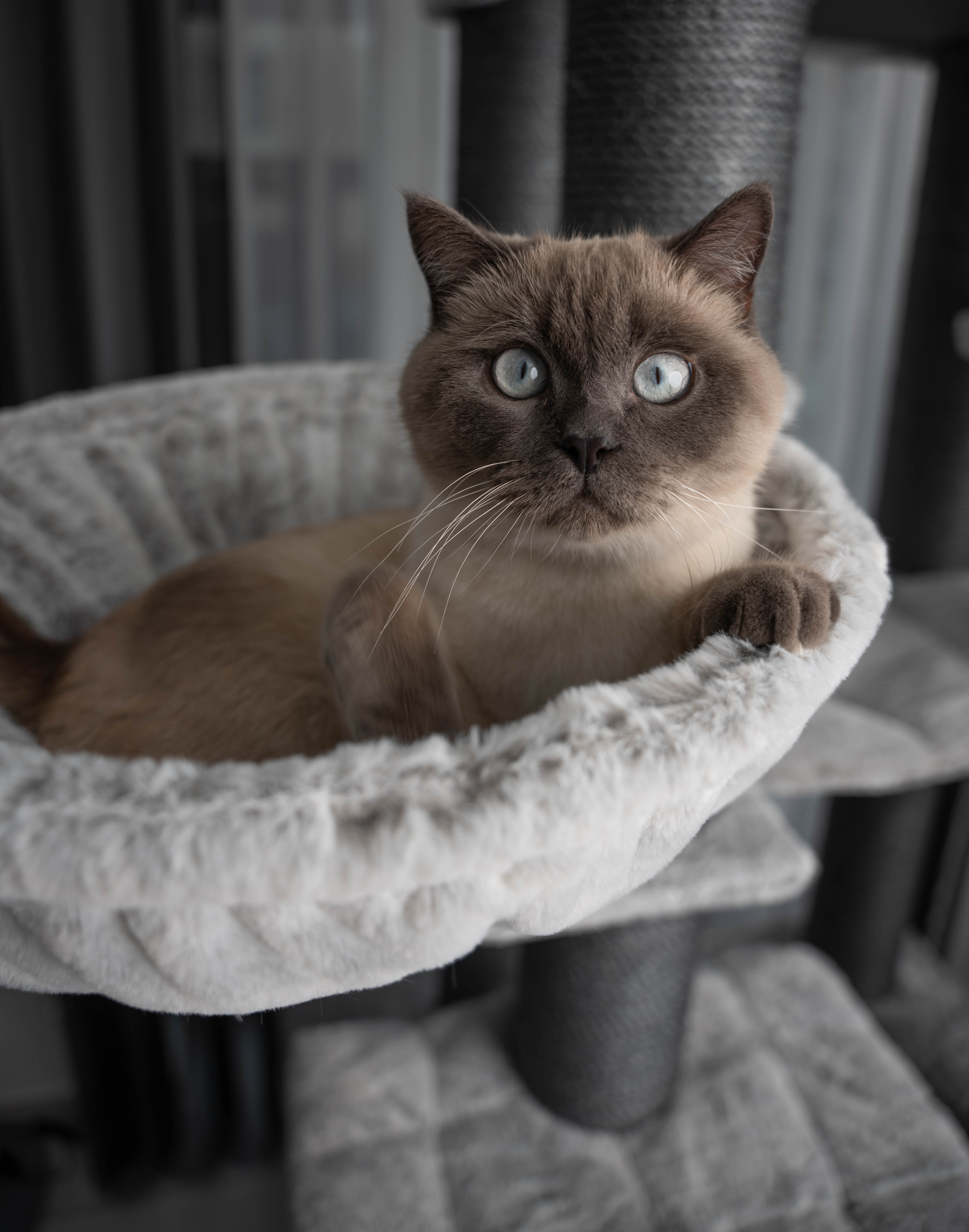 Relipet RL2525V3 197cm Large Rectangular Cat Tree in Grey – Heavy Duty Multi-Level Activity Center for Maine Coons & Multiple Cats