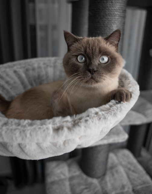 Relipet RL2525V3 197cm Large Rectangular Cat Tree in Grey – Heavy Duty Multi-Level Activity Center for Maine Coons & Multiple Cats