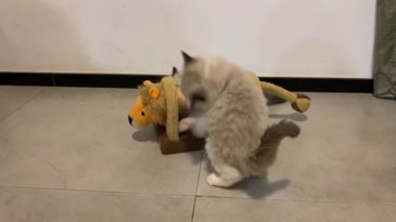 Relipet RL18037 Cute Lion-Shaped Cat Scratcher with Sounding Tail & Scratching Post – Fun Animal Design Toy
