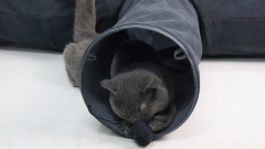 Relipet RLF006 Foldable Cat Cave & Tunnel Set with Sisal Scratch, Gray