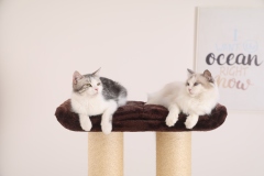 Relipet RL2856 Premium Cat Tree for Indoor Cats - 67" Multi-Level Activity Center with Spacious Condo, Thick Sisal Scratching Posts & Rope, Stable Base for Large Cats