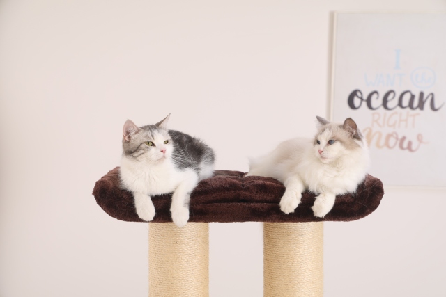 Relipet RL2856 Premium Cat Tree for Indoor Cats - 67" Multi-Level Activity Center with Spacious Condo, Thick Sisal Scratching Posts & Rope, Stable Base for Large Cats