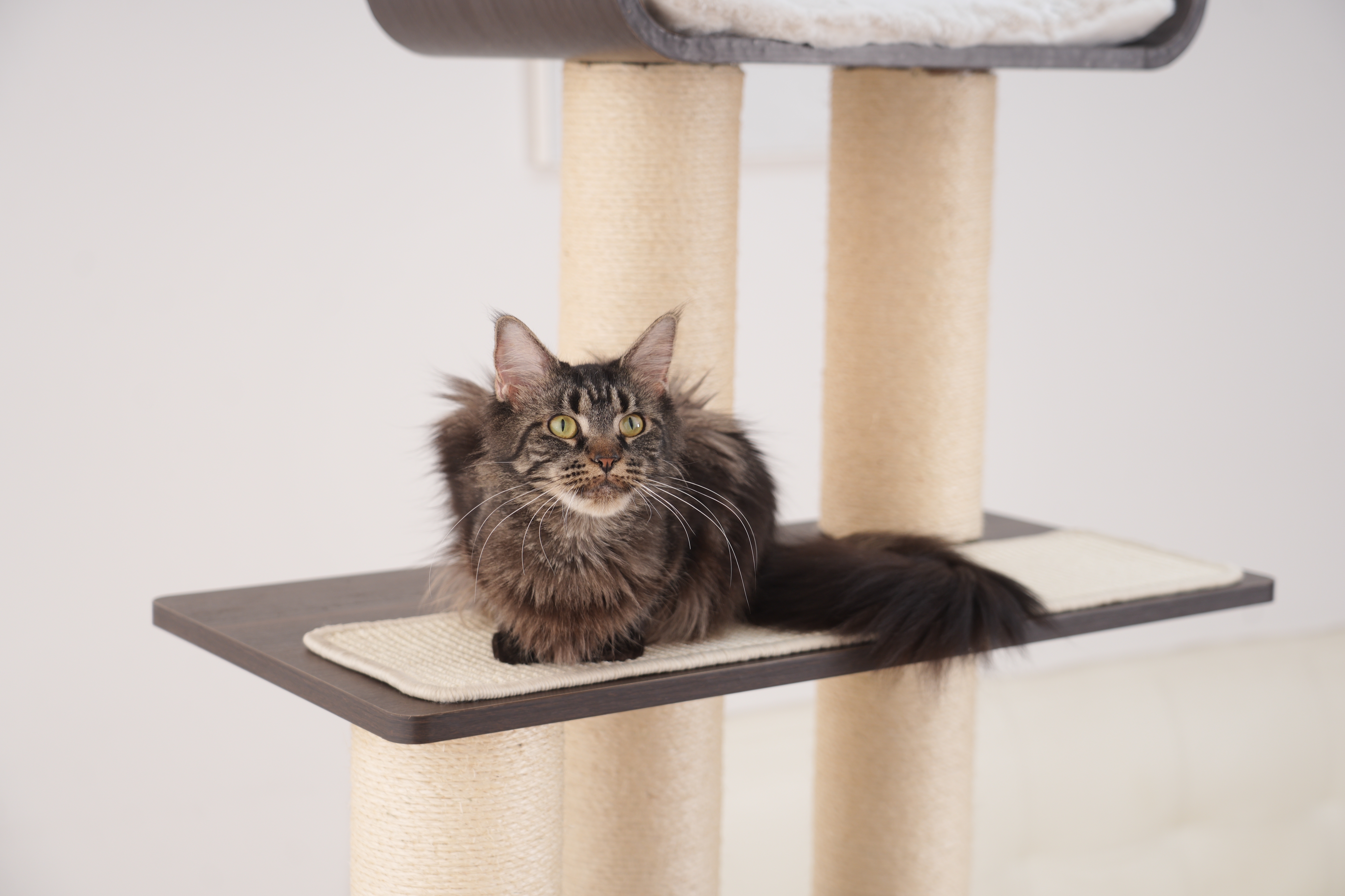 RL2813V2 Premium Multi-Cat Cat Tree 172cm With Spacious Hideaway