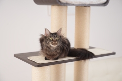 RL2813V2 Premium Multi-Cat Cat Tree 172cm With Spacious Hideaway
