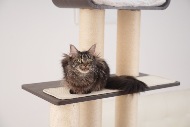 RL2813V2 Premium Multi-Cat Cat Tree 172cm With Spacious Hideaway
