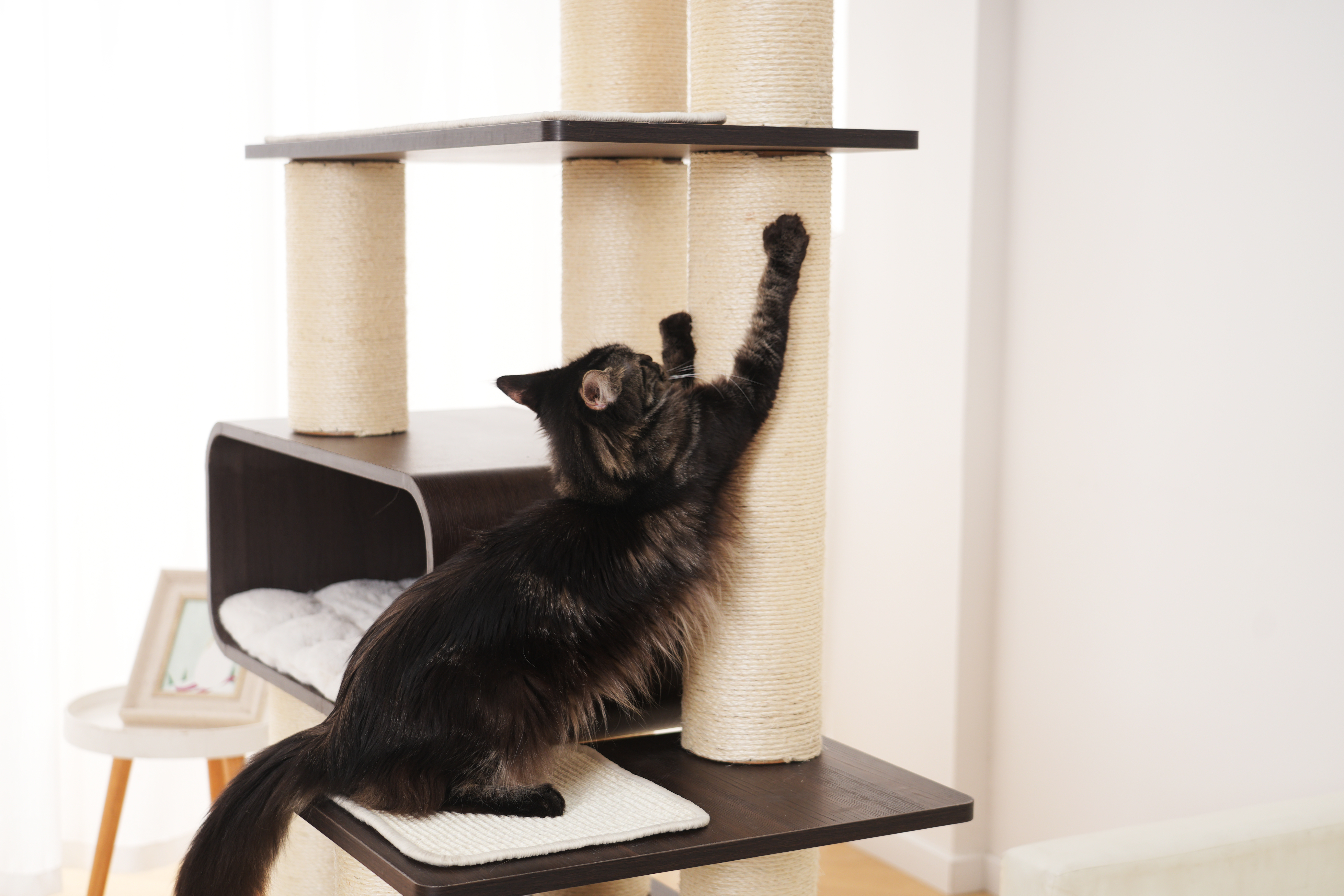 RL2813V2 Premium Multi-Cat Cat Tree 172cm With Spacious Hideaway