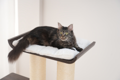 RL2813V2 Premium Multi-Cat Cat Tree 172cm With Spacious Hideaway