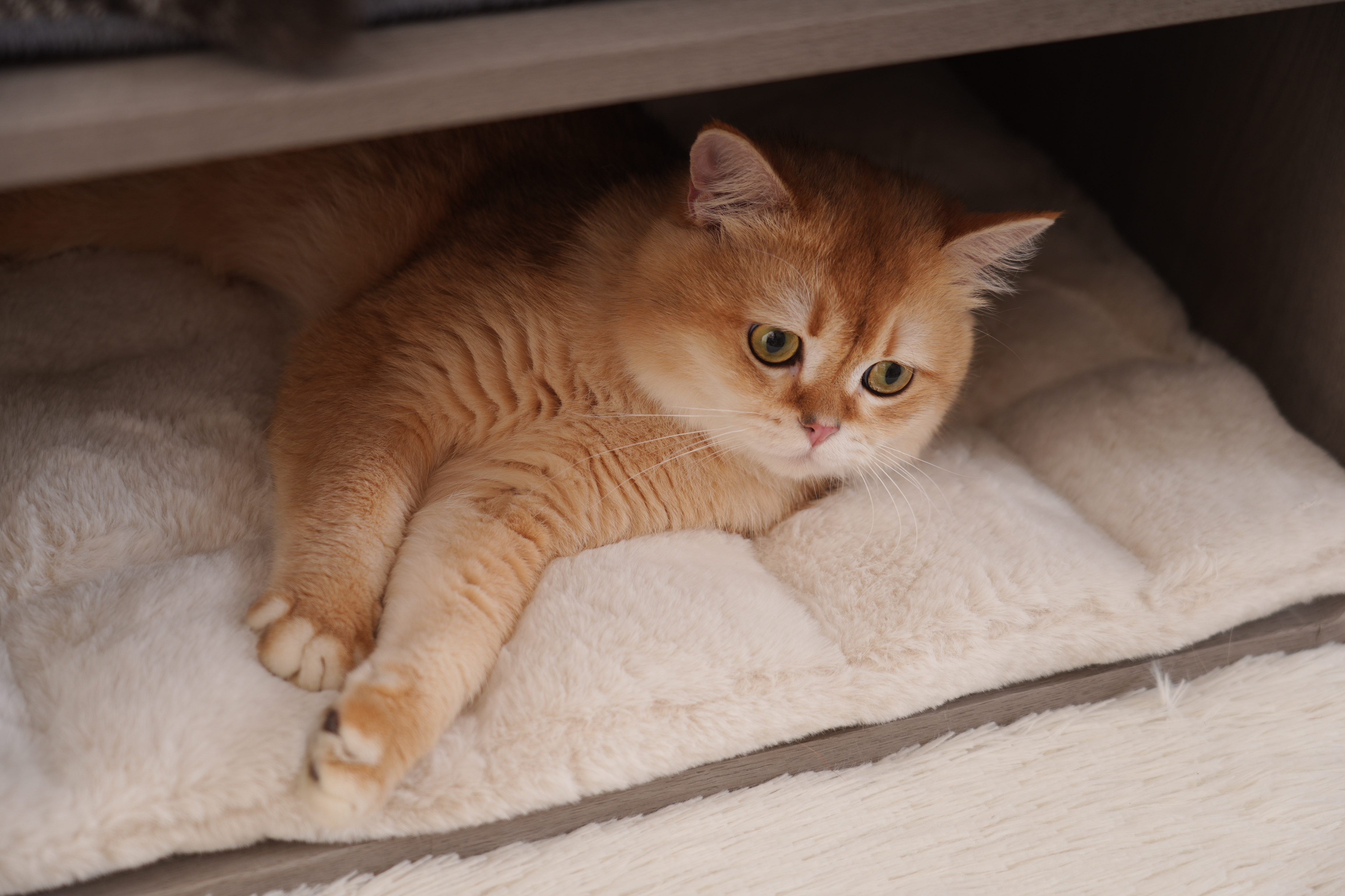 Relipet Premium Cat Tree RL2812V3 – 90x50x109cm Multi-Level Activity Center with 15cm Sisal Posts, Removable Pads & Faux Fur