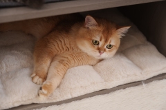 Relipet Premium Cat Tree RL2812V3 – 90x50x109cm Multi-Level Activity Center with 15cm Sisal Posts, Removable Pads & Faux Fur