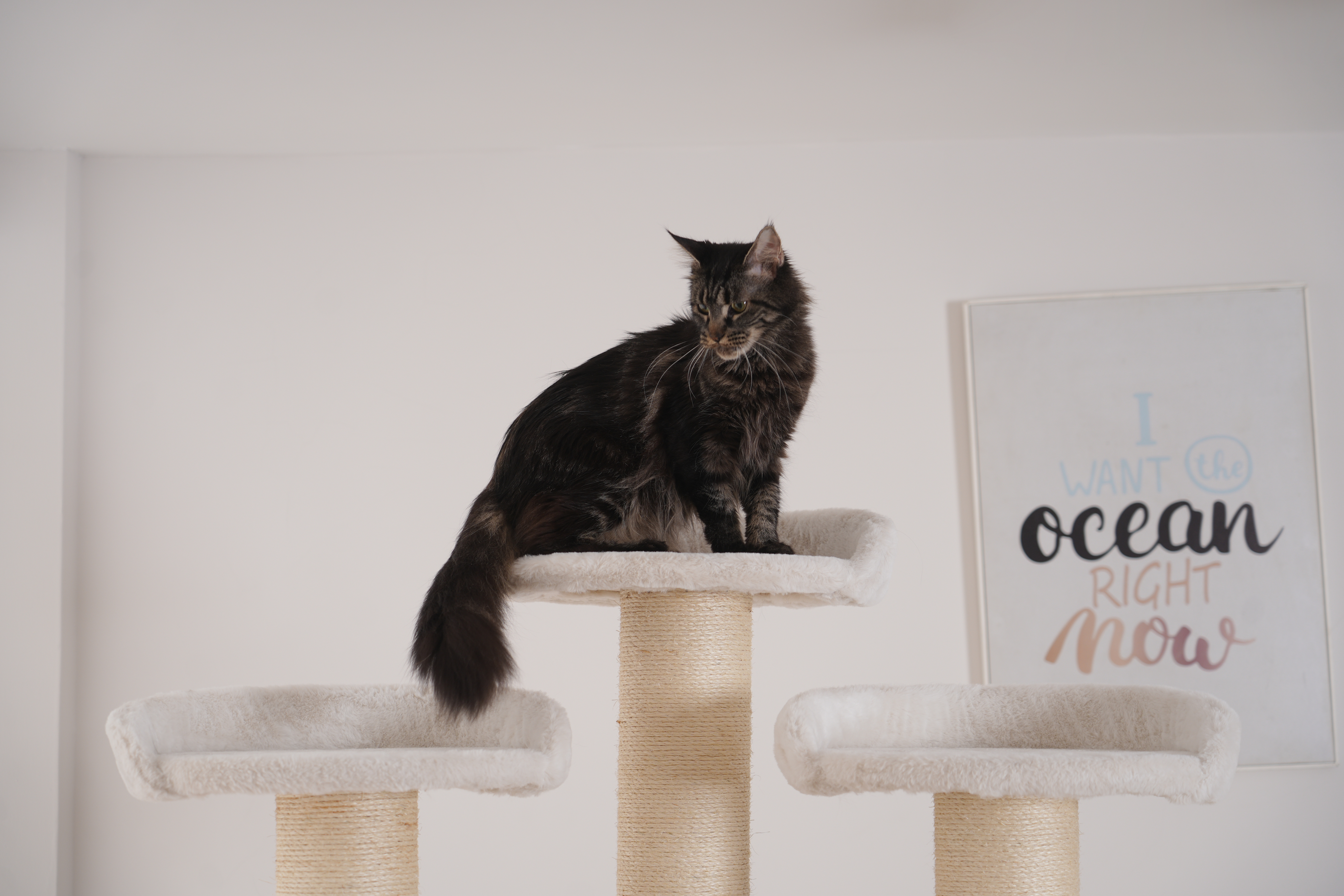 Relipet RL2814V2 Large Premium Cat Tree 188cm – 15cm Sisal Posts, 600g Faux Rabbit Fur, Thick Particle Board, Foldable Cat Tunnel