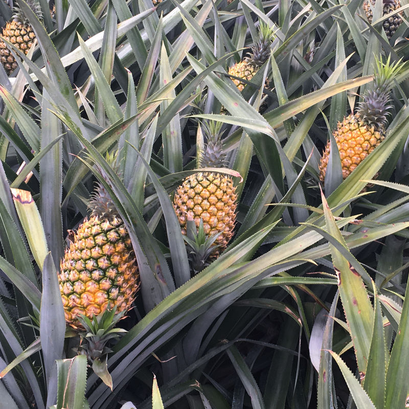 Standardverfahren Bromelain 2400 GDU Protease Hersteller von Enzympräparaten haben Preisvorteile